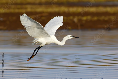 Little egret flying