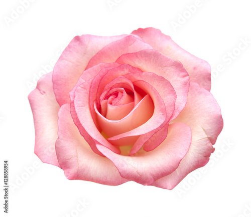 gentle pink rose isolated
