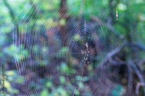 The Cobweb of the forest spider.