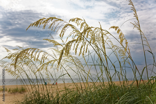 Sea oats against blustery sky. Outer Banks, North Carolina. Horizontal.
