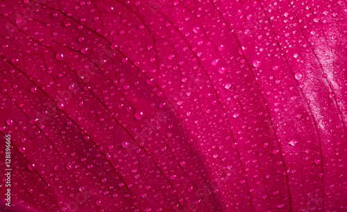 leaf background with water drops