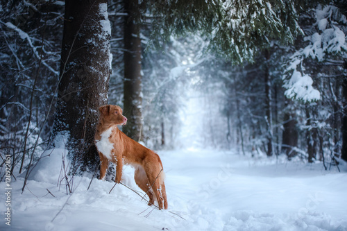 dog outdoors in Christmas trees, winter mood
