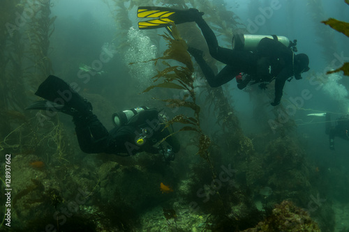 Scuba group in kelp forest
