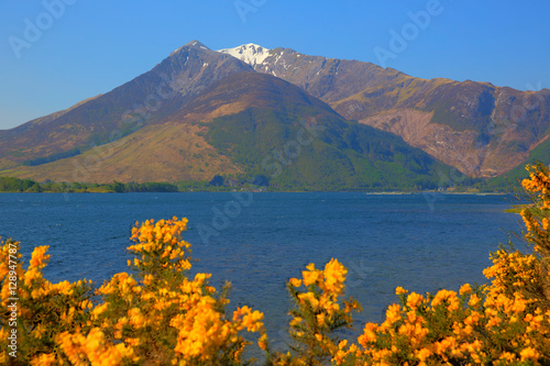 Loch Leven Lochaber Geopark Scotland uk view to Glen coe with snow topped mountains and yellow flowers 