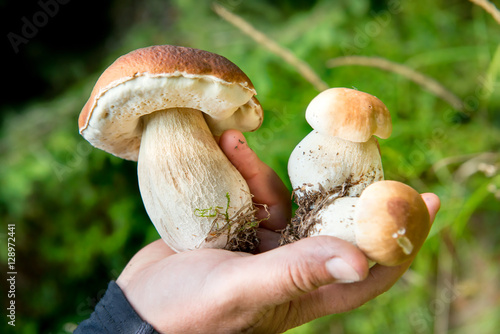 Edible fresh mushrooms in a hand