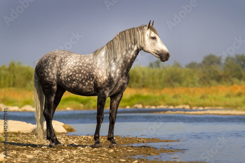 White horse standing in river