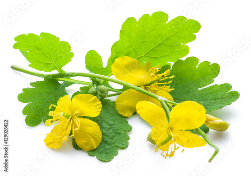 Greater celandine flower, swallowwort.