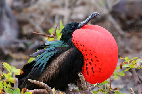 Male Great Frigatebird on Genovesa Island, Galapagos National Pa