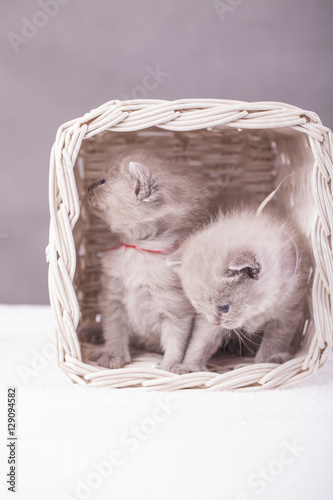 Kotki liliowe w koszyku 