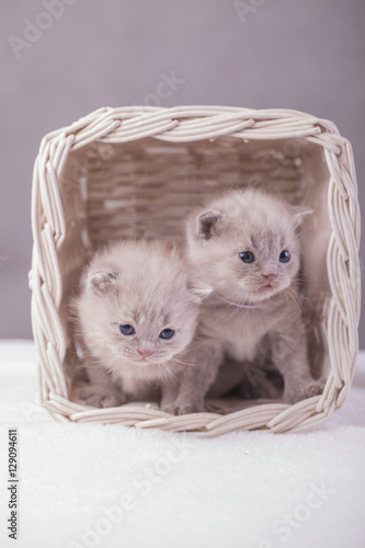 kotki w koszyku 