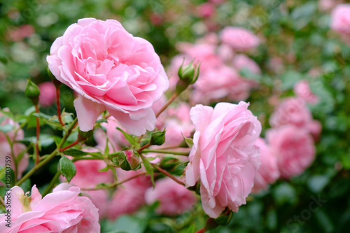 Pink rose bush