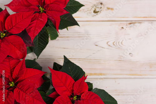 Red star Christmas flower poinsettia on rustic wooden background