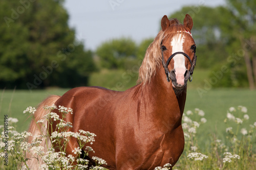 Portrait of nice welsh pony