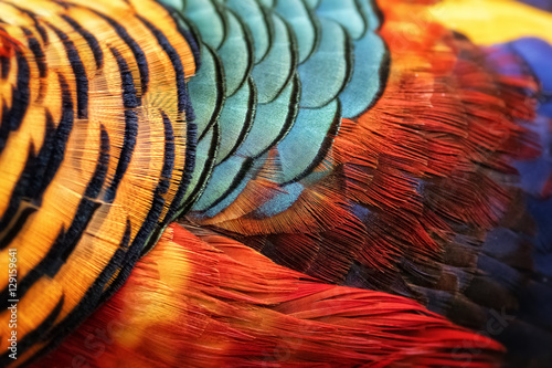Beautiful abstract background consisting of golden pheasant