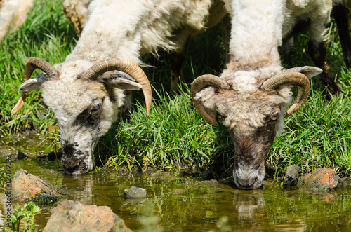 Owce pijące wodę
