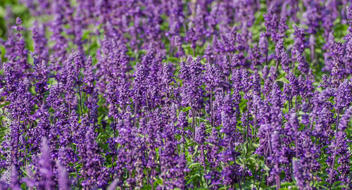 Perowskia, Perovskia atriplicifolia, Russian Sage