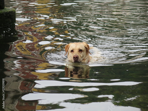 labrador retriever