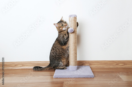 Beautiful cat with the scratching post