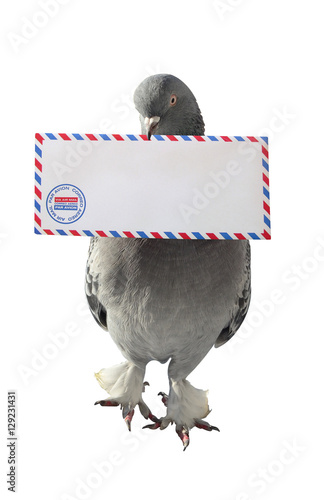 Dove carrying air mail envelope white background