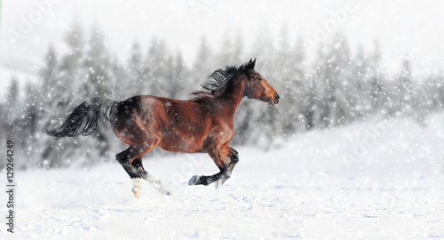 Horse runs gallop