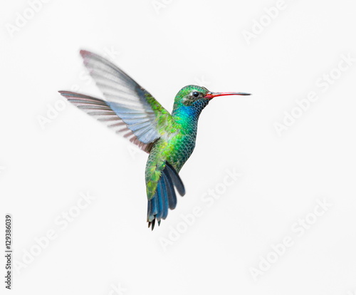 Broad Billed Hummingbird. Using different backgrounds the bird becomes more interesting and blends with the colors. These birds are native to Mexico and brighten up most gardens where flowers bloom.