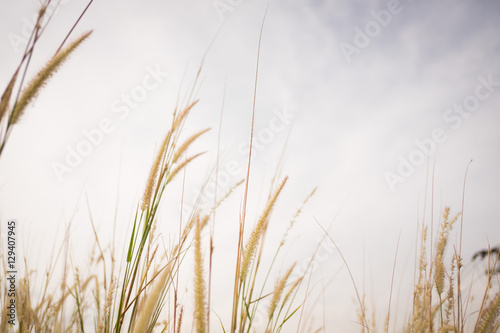 Blurred of grass and sky.