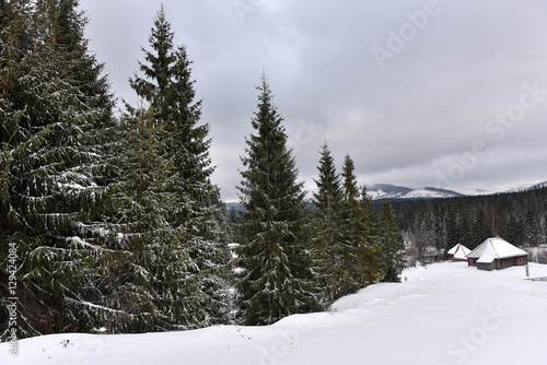 Winter mountain forest landscpae