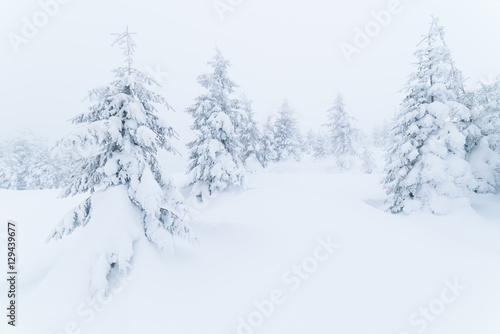 Grey winter landscape in the forest