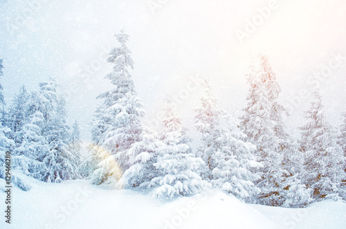 Mystical winter landscape of trees in sunlight during snowfall (