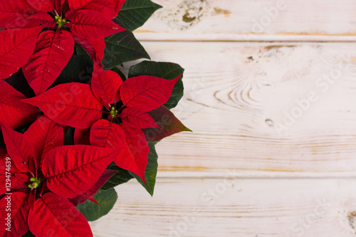Red star Christmas flower poinsettia on rustic wooden background copy space