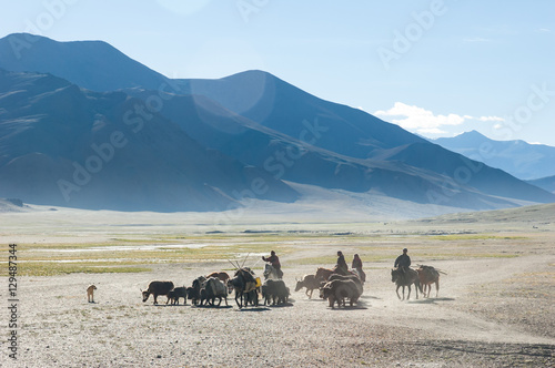 Tibetan nomads travelling with horses and yaks. Ladakh highlands, India.