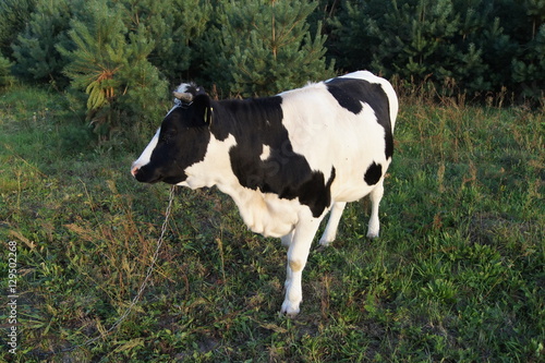 Krowa na wsi