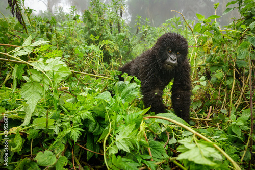 Small mountain gorilla in the forest