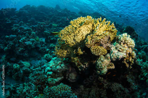 Coral garden