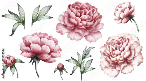 Set vintage watercolor elements of pink peonies, collection garden flowers, leaves, illustration isolated on white background. bud and leaf, peony