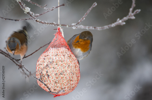 A European Robin, Erithacus rubecula, on a fatball with a Chaffinch, Fringilla coelebs, balancing on an adjacent twig.