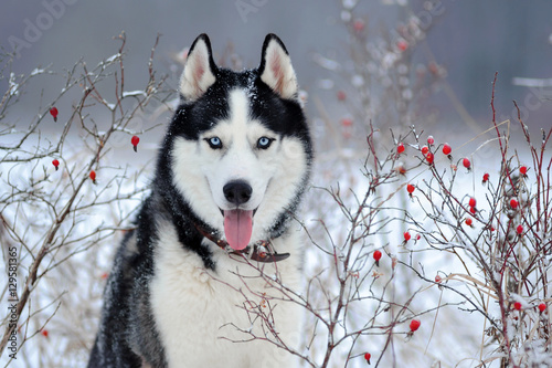 Siberian Husky dog black and white colour in winter