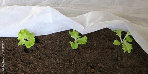 Voile de croissance sur plants de salade