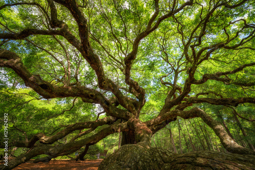 Under the canopy of the Angel Oak Tree 