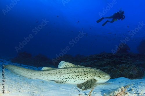 Scuba divers and Zebra Shark (Leopard Shark)