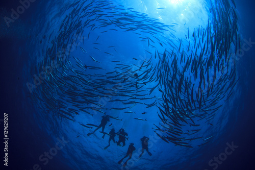 Scuba diving with fish. Barracuda school in ocean
