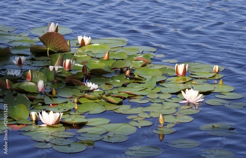 nénuphar blanc sur l'étang,Nymphaea alba