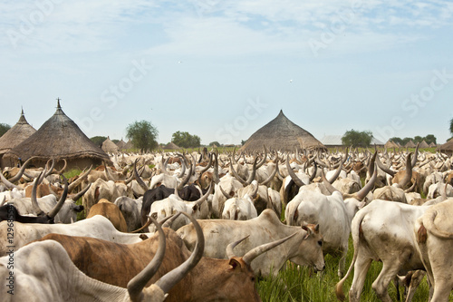 Cattle and village in South Sudan