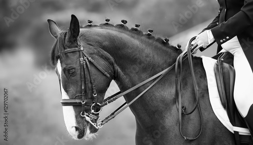 Close up of the head a bay dressage horse, black white