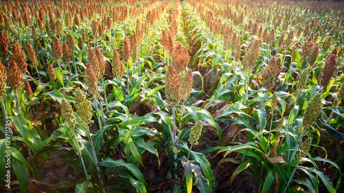 sorghum field in sunrise