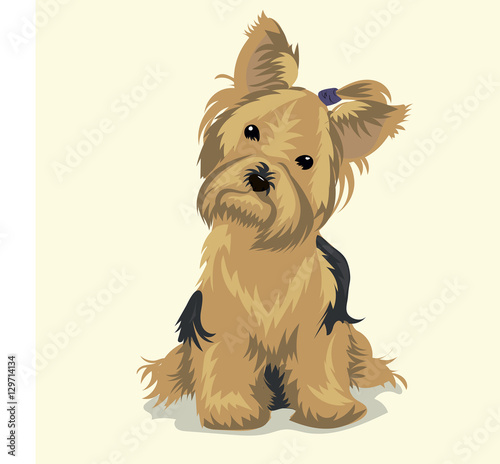 yorkshire terrier dog at one color background
