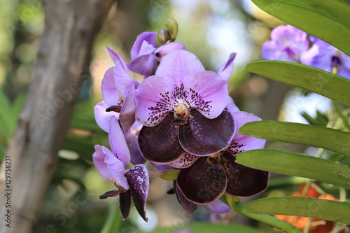 Bunch of two tone color purple and dark purple vanda orchid flow