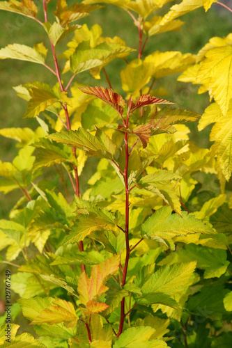 Physocarpus opulifolius Dart's Gold