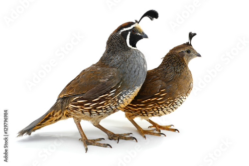  two California Quail