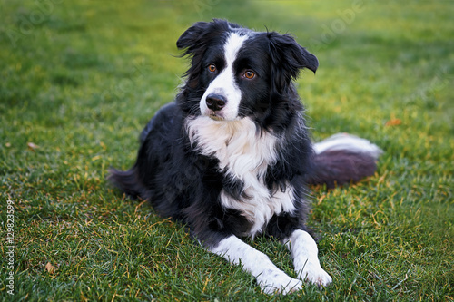 Border Collie 8